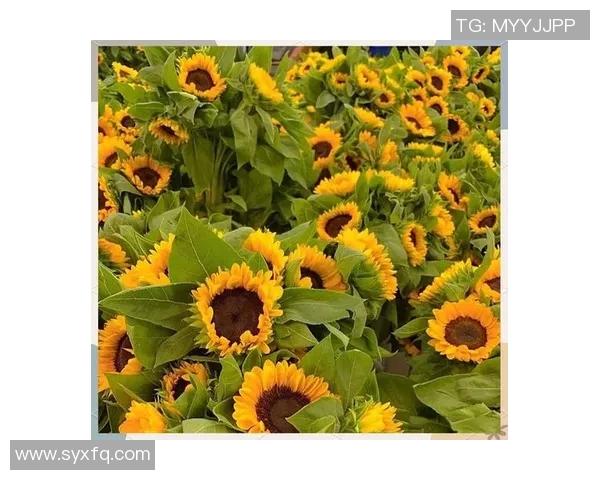 京都不死鸟与向日葵的对决探秘生命的坚韧与希望之光 京都不死鸟与向日葵的对决探秘生命的坚韧与希望之光