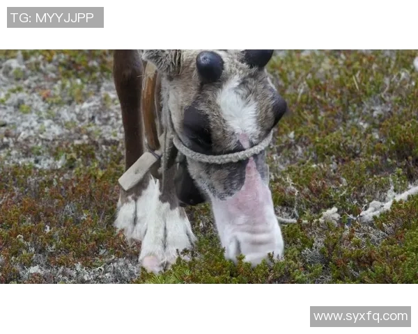 雄鹿的生态习性与保护现状:探索北美森林中的草食性巨兽 雄鹿的生态习性与保护现状:探索北美森林中的草食性巨兽